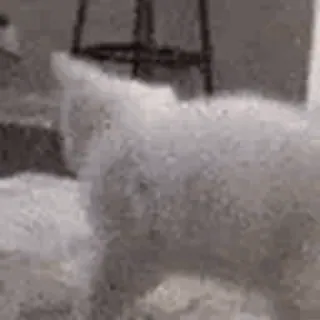 *star's vimdeos :: @fStikBot telegram stickers