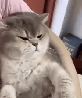 😡 e7b324fa Katze, Tier, süß, grau telegram sticker