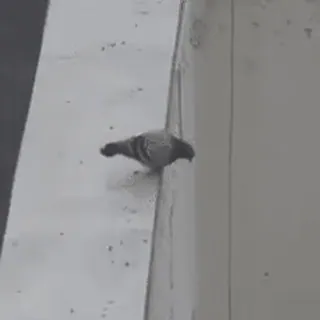 ☹️ edb4c0d0 vogel, taube, städtisch, stadt, tier telegram sticker