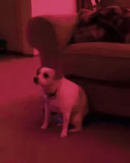 🍑 f122b3eb Hund, Haustier, Tier, süß, sitzend telegram sticker