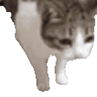 💀 f5e34b76 Katze, Haustier, Haustier telegram sticker