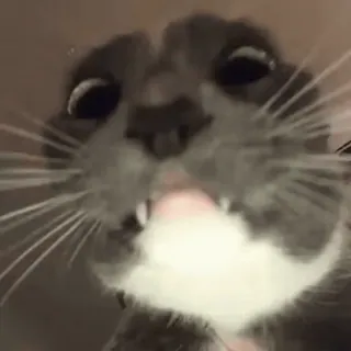 🐈 fb6580e7 Katze, Tier, Haustier, Katzenartig, süß, Haustier telegram sticker