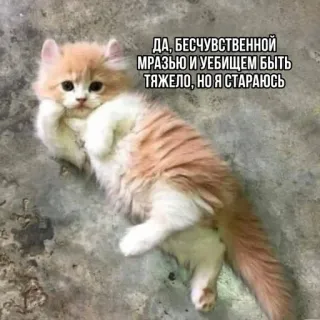 😜 3c26497f ДА, БЕСЧУВСТВЕННОЙ МРАЗЬЮ И УБИЙЦЕМ БЫТЬ ТЯЖЕЛО, НО Я СТАРАЮСЬ gato, gatito, meme, animal, humor, ofensivo whatsapp sticker
