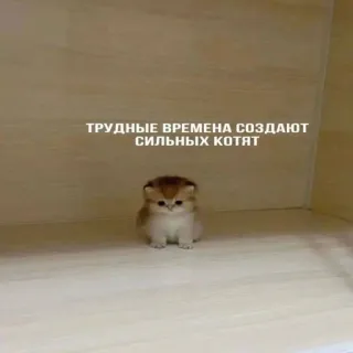 😺 466f43ee ТРУДНЫЕ ВРЕМЕНА СОЗДАЮТ СИЛЬНЫХ КОТЯТ gato, gatito, ruso, motivación whatsapp sticker