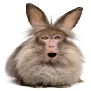 😧 48090f82 animal, mono, conejo, híbrido, gracioso, tierno whatsapp sticker