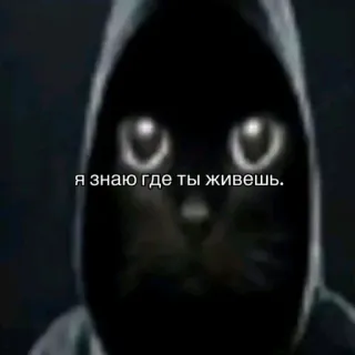 😯 4c8d51a2 Я знаю где ты живешь. gato, sudadera con capucha, oscuro, divertido, meme whatsapp sticker