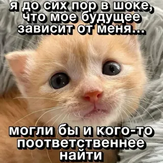 😞 6e03ece0 Я до сих пор в шоке,
что мое будущее
зависит от меня.
могли бы и кого-то
поответственнее
найти gatito, gato, impactado, futuro, responsabilidad, meme whatsapp sticker