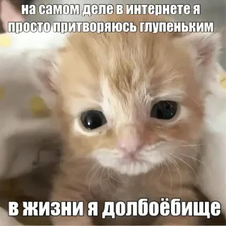 😝 df000e1b на самом деле в интернете я просто притворяюсь глупеньким
в жизни я долбоёбище gatito, lindo, internet, gato, gracioso, animal, meme whatsapp sticker