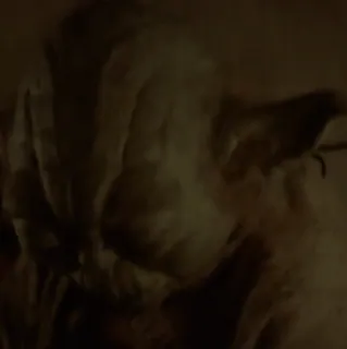 💫 780114d1 telegram sticker