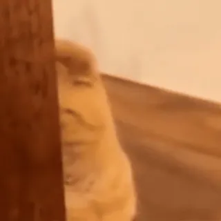 StellarCats⭐️ @StellarCats_Meow telegram stickers