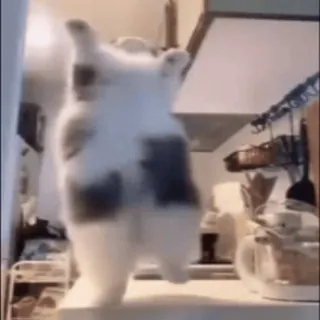 StellarCats⭐️ @StellarCats_Meow whatsapp stickers