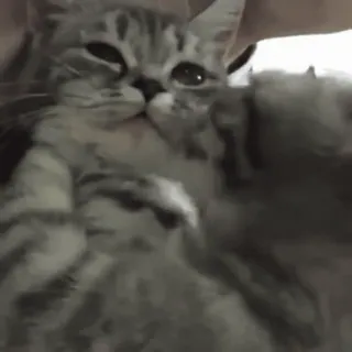 StellarCats⭐️ @StellarCats_Meow whatsapp stickers