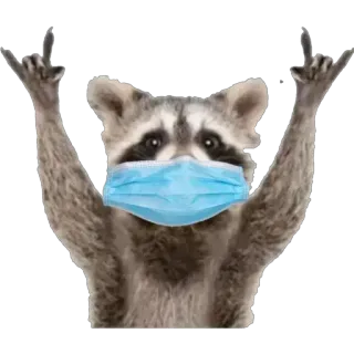 🤘 86a093b7 rakun, binatang, masker, rock on, gestur tangan, imut, mamalia, coronavirus telegram sticker