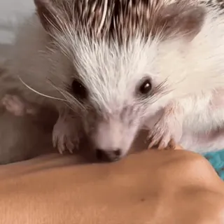 🤩 0980f6eb ёж, животное, милый, домашнее животное, млекопитающее, маленький, дикая природа, природа telegram sticker