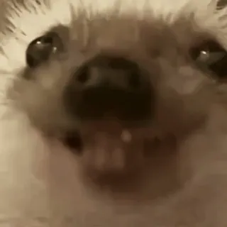 🤩 0df7a885 ёж, животное, млекопитающее, милый, дикая природа telegram sticker