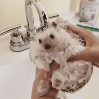 🤩 0e1f49e6 ёж, питомец, животное, ванна, милый, чистка telegram sticker