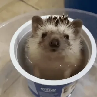 🤩 3cfec731 ёж, животное, милый, питомец, ванна, вода, млекопитающее telegram sticker