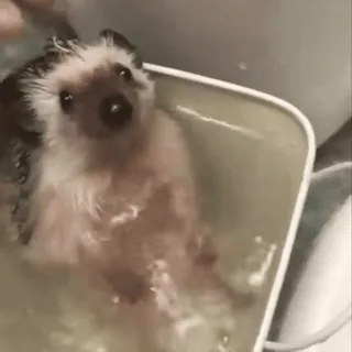 🤩 3cff4dc6 ёж, ванна, животное, милый, питомец, вода, маленький, млекопитающее telegram sticker