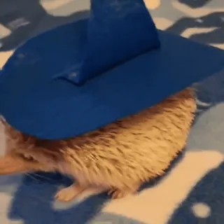 🤩 415a3e8e Ёж, Животное, Шляпа, Синий, Милый telegram sticker