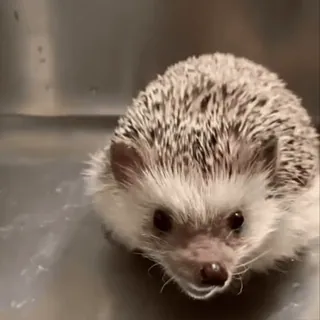 🤩 460882ad ёж, животное, питомец, милый, маленький, млекопитающее, домашний telegram sticker