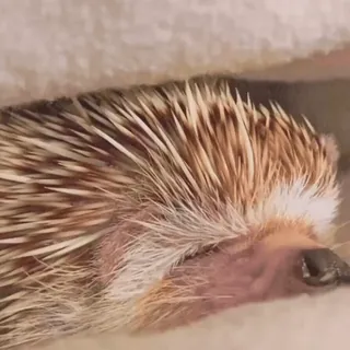 🤩 47e4b657 ёж, животное, милый, млекопитающее, дикая природа, домашний питомец telegram sticker