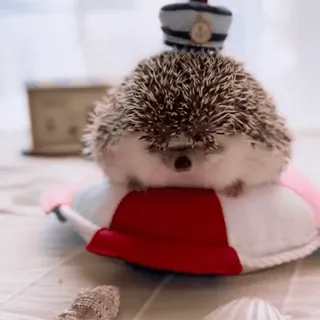 🤩 62047fac ёж, животное, милый, питомец, спасатель, матросская шапка, очаровательный telegram sticker