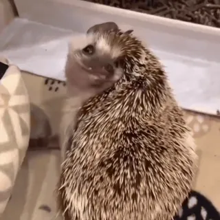 🤩 65a46f45 ёж, животное, милый, питомец, маленький, млекопитающее telegram sticker