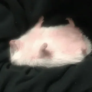 🤩 8d6e3948 ёж, животное, милый, спящий, питомец, млекопитающее telegram sticker