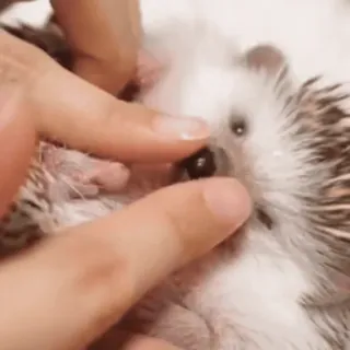 🤩 8f63bd4d ёж, животное, домашнее животное, милый, маленький, млекопитающее telegram sticker