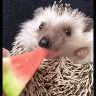 🤩 a4f0a642 ёж, животное, арбуз, милый, питомец, фрукт, ест telegram sticker