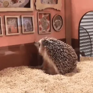 🤩 ac6db6b8 ёж, животное, милый, питомец, маленький, млекопитающее telegram sticker