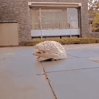 🤩 c06eb9ef ёж, животное, дикая природа, млекопитающее, милый, природа telegram sticker