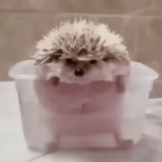 🤩 cfb89f96 ёж, животное, милый, ванна, млекопитающее telegram sticker