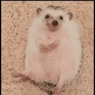 🤩 dc2e5777 ёж, животное, милый, белый, млекопитающее, питомец, маленький telegram sticker