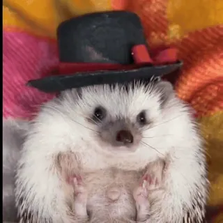 🤩 dc4fa9f4 ёж, шляпа, животное, милый, очаровательный, домашнее животное telegram sticker