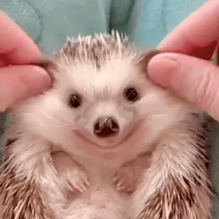 🤩 f17d1cec ёж, милый, животное, питомец, маленький, млекопитающее telegram sticker