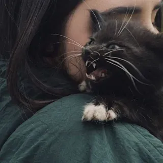 😡 000da6c9 mèo, tức giận, xì, họ mèo, vật nuôi telegram sticker