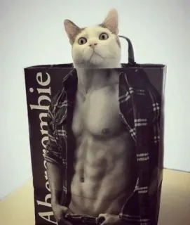 Cats do Chapp telegram stickers