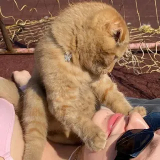 Cats do Chapp telegram stickers