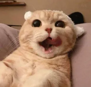 😏 4f1588c6 mèo, dễ thương, động vật, thú cưng, hài hước, vui vẻ, đáng yêu, liếm telegram sticker