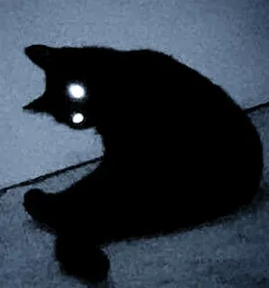 👀 73d4d99d mèo, mèo đen, động vật, thú cưng telegram sticker