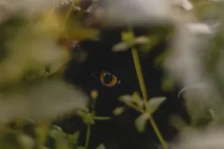 👀 7d9773c9 mèo, động vật, mắt, mèo đen, thiên nhiên, thú cưng telegram sticker