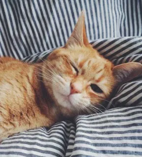 😶 a96f81fa mèo, mèo cam, mèo ngủ, nền sọc, động vật, thú cưng, vật nuôi telegram sticker