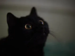 🙄 b34cbc74 mèo, mèo đen, động vật, thú cưng, mèo nhà telegram sticker