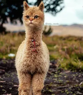 Cats do Chapp telegram stickers