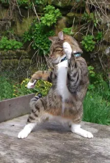 😆 b641d4ea mèo, hài hước, động vật, nhảy múa, tinh nghịch telegram sticker