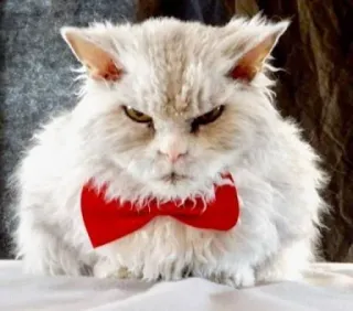 😠 d91d0106 mèo, nơ, tức giận, thú cưng, động vật, lông lá telegram sticker