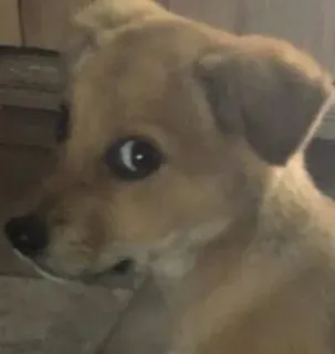 😯 08092a80 chien, chiot, animal, animal de compagnie, mignon, portrait whatsapp sticker