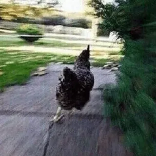 🏃‍♀️ b3de8f5d poulet, course, animal, oiseau, ferme, volaille whatsapp sticker