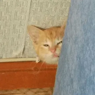 👀 c78b98e5 chat, chaton, animal, animal de compagnie, mignon, orange, domestique whatsapp sticker